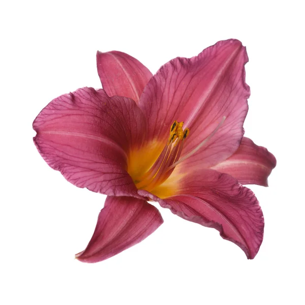 Helle Taglilie Blume Isoliert Auf Weißem Hintergrund — Stockfoto