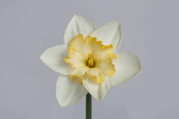 Flor Color Claro Con Centro Amarillo Narciso Aislado Sobre Fondo — Foto de Stock