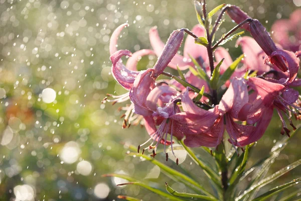 Blooming Pink Lilies Garden Rain Summer Sunny Day Close — Stock Photo, Image