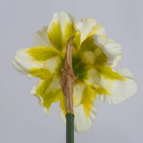 Flower White Yellow Speckled Narcissus Rear View Isolated Gray Background — ストック写真