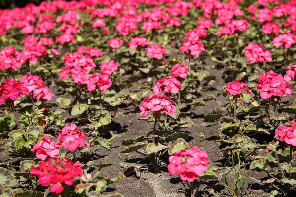 Pelargonio Rosa Plantado Macizo Flores — Foto de Stock