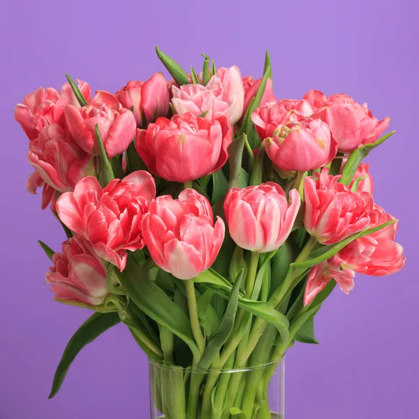 Аромат Розовых Тюльпанов Фиолетовом Фоне — стоковое фото