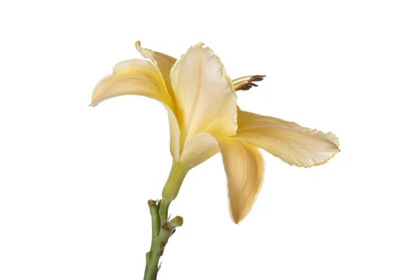 Yellow Daylily Flower Isolated White Background — Stock Photo, Image