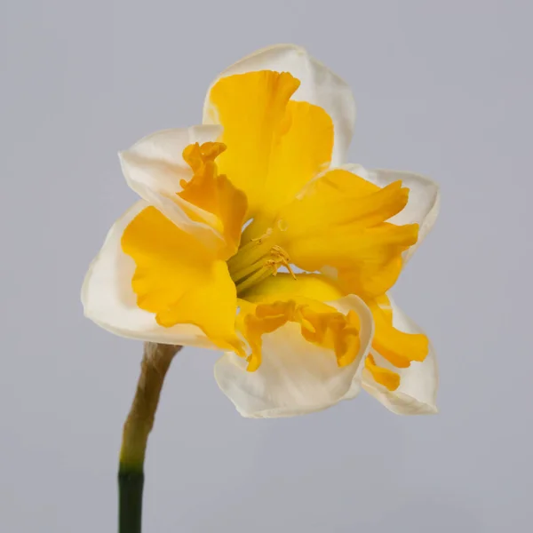 Narzissenblüte Mit Leuchtend Gelbem Zentrum Isoliert Auf Grauem Hintergrund — Stockfoto