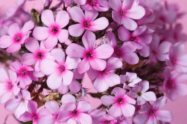 Branch Lilac Phlox Isolated Pink Background Close — Stock Photo, Image