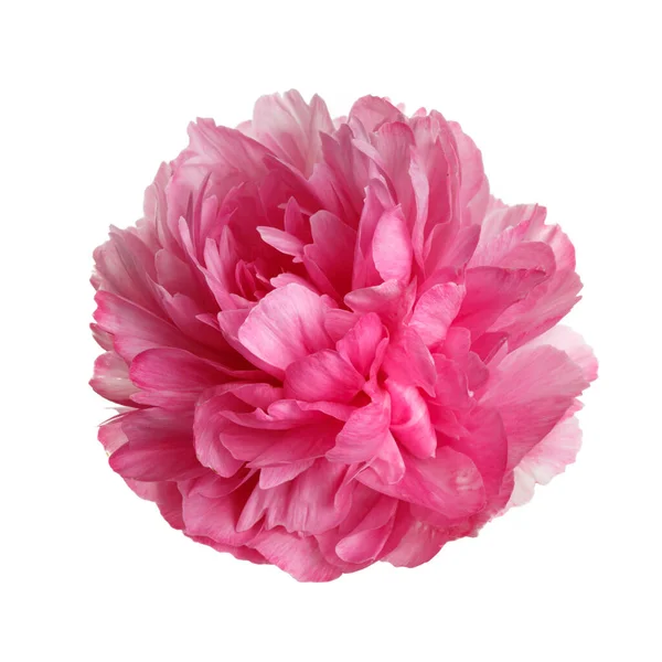 Fiore Peonia Rosa Isolato Sfondo Bianco — Foto Stock