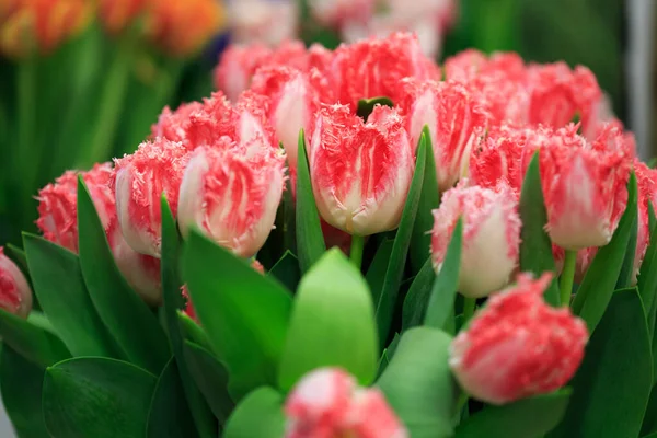 Pinkfarbene Tulpen Auf Der Vitrine Eines Blumengeschäfts — Stockfoto