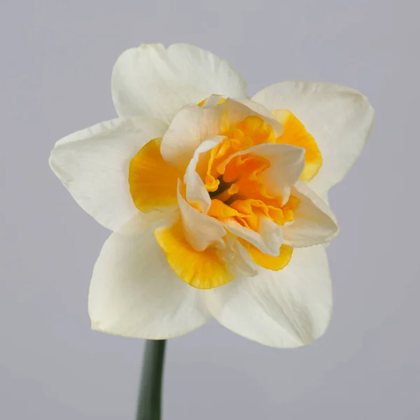 Цветок Нарцисса Выделен Сером Фоне — стоковое фото