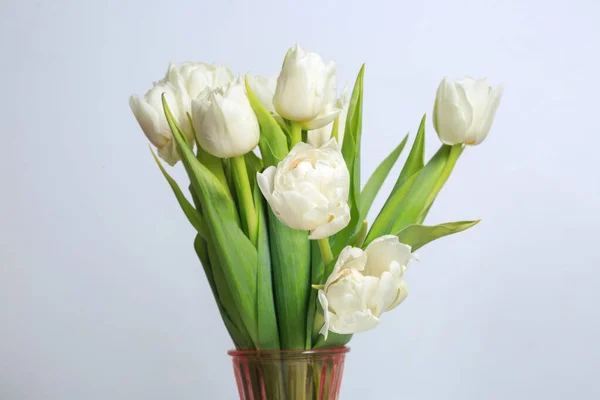 Strauß Weißer Tulpen Isoliert Auf Grauem Hintergrund — Stockfoto