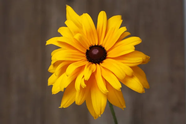 Yellow Terry Flower Rudbeckia Wooden Background — Stock Photo, Image