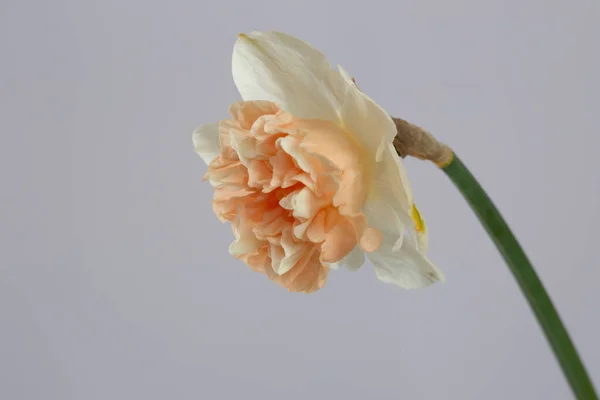Vacker Påsklilja Blomma Isolerad Grå Bakgrund — Stockfoto