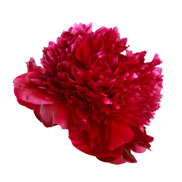 Magenta Peony Isolated White Background — Stock Photo, Image