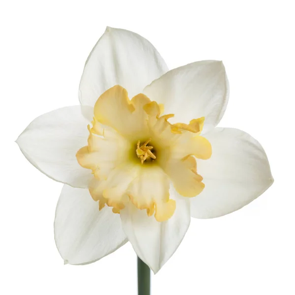 Jasny Kwiat Żółtym Centrum Narcyza Izolowane Białym Tle — Zdjęcie stockowe