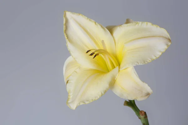 Gelbe Taglilie Blume Isoliert Auf Grauem Hintergrund — Stockfoto
