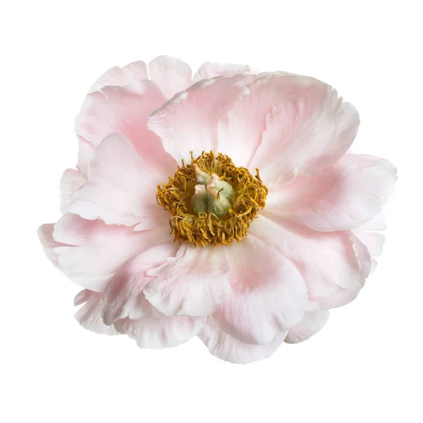 Απαλό Ροζ Παιωνία Απομονωμένη Λευκό Φόντο — Φωτογραφία Αρχείου