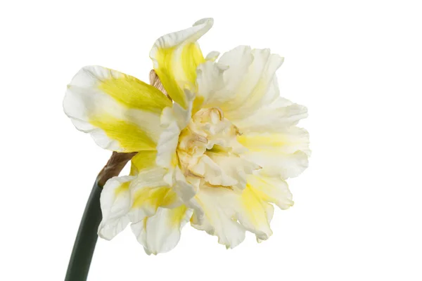 Kwiat Biały Żółty Nakrapiany Narcyz Izolowany Białym Tle — Zdjęcie stockowe