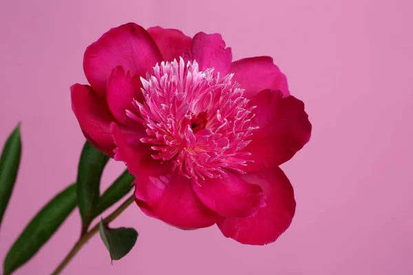 Burgundy Peony Flower Isolated Pink Background — Stock Photo, Image