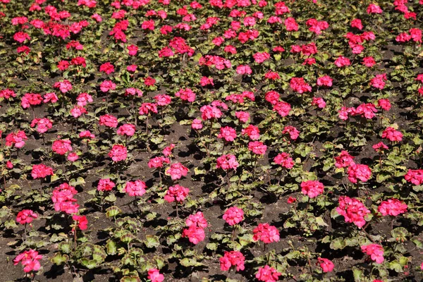 Pink Pelargonium Planted Flower Bed — Stock Photo, Image