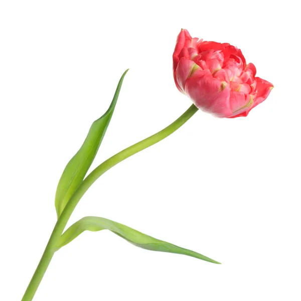 Terry Coral Tulip Flower Isolated White Background — Stock Photo, Image
