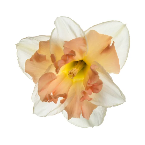 Hermosa Flor Narciso Aislado Sobre Fondo Blanco — Foto de Stock