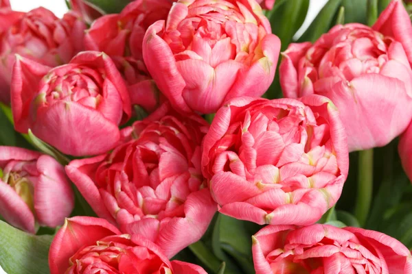 Floral Wallpaper Pink Terry Tulips Macro — Stock Photo, Image