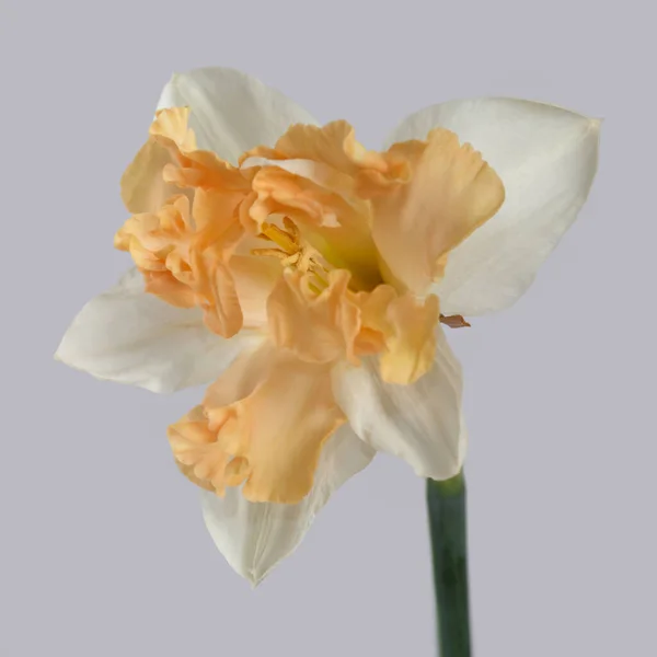 Японский Нарцисс Цветок Изолирован Сером Фоне — стоковое фото
