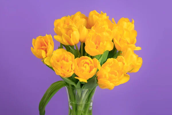 Strauß Gelber Tulpen Auf Violettem Hintergrund — Stockfoto