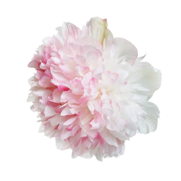 Flor Delicada Peônia Branco Rosa Isolada Sobre Fundo Branco — Fotografia de Stock