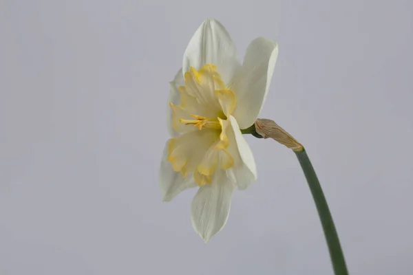 Flor Color Claro Con Centro Amarillo Narciso Aislado Sobre Fondo — Foto de Stock