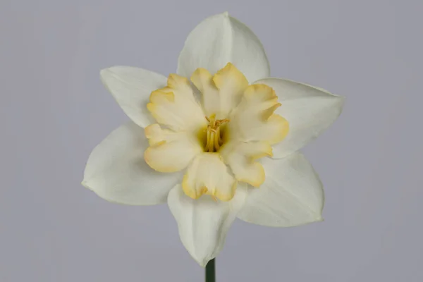 Flower Light Colored Yellow Center Narcissus Isolated Gray Background — Stock Photo, Image