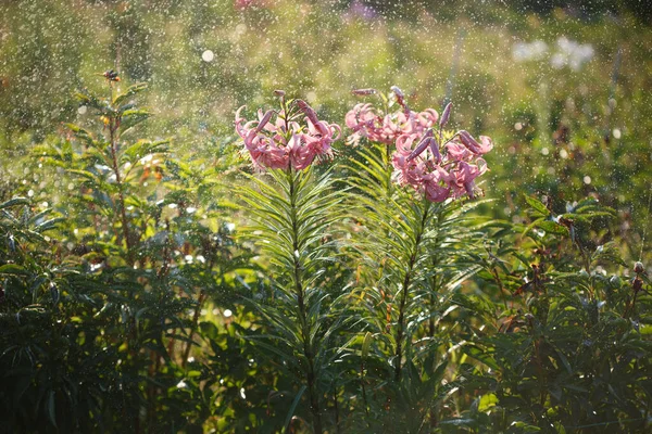 Virágzó Rózsaszín Liliomok Kertben Esőben Egy Nyári Napsütéses Napon — Stock Fotó