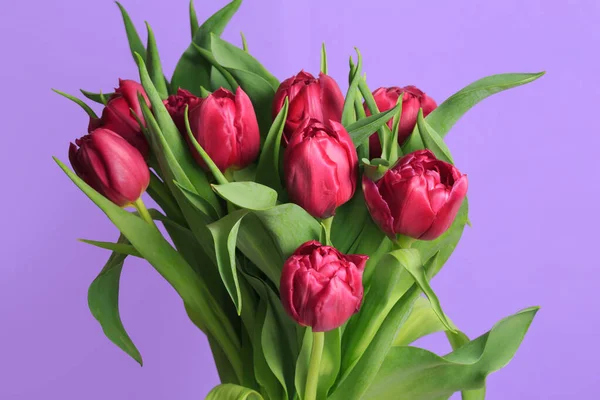 Bouquet Pink Tulips Isolated Purple Background — Stock Photo, Image