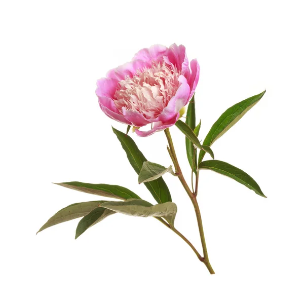 Pink Peony Flower Bright Center Isolated White Background — Stock Photo, Image