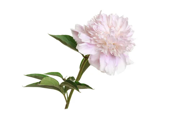 Flor Peonía Rosa Tierna Aislada Sobre Fondo Blanco —  Fotos de Stock