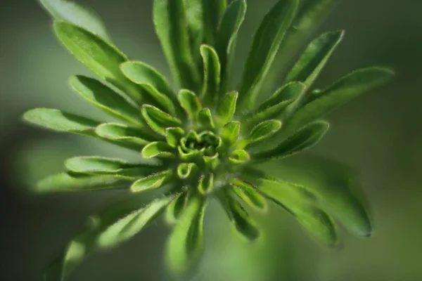 Blumentapete Chrysanthemenknospe Makrofotografie — Stockfoto