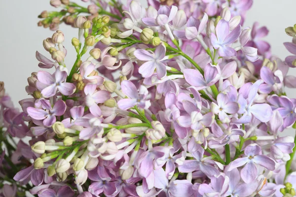Fragment of a delicate bouquet of lilac on a gray background, macro. — Stock Image Fragment Delicate Bouquet Lilac Gray Background Macro Stock Image