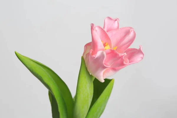 Pink Tulips Flower Isolated Gray Background Stock Image