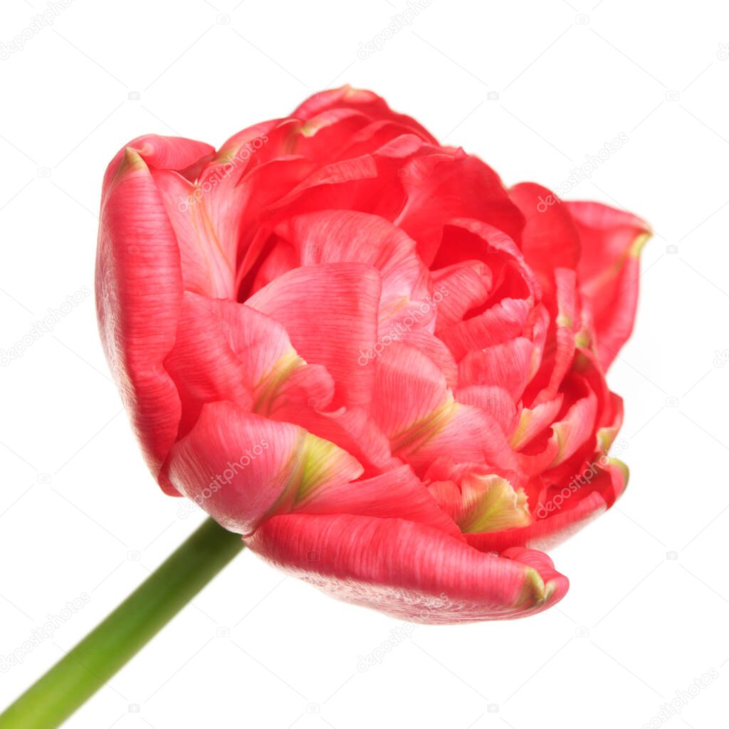 Terry coral tulip flower isolated on white background.
