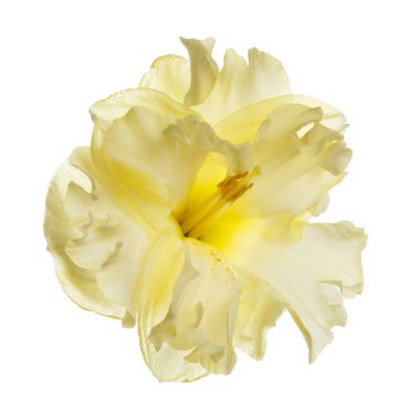 Sıradışı nergis çiçeğinin narin sarı çiçeği beyaz arka planda izole edilmiş..