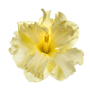 Sıradışı nergis çiçeğinin narin sarı çiçeği beyaz arka planda izole edilmiş..