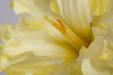 Nazik sarı nergis çiçeğinin bir parçası, makro..