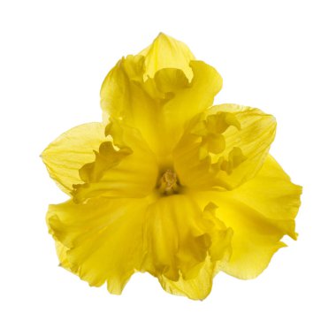 Beyaz arkaplanda izole edilmiş parlak sarı nergis çiçeği.