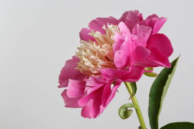 Gri arkaplanda izole edilmiş pembe şakayık çiçeği.