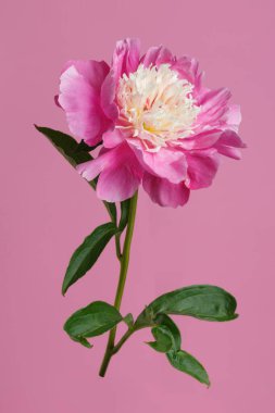 Pembe şakayık çiçeği pembe arka planda izole edilmiş..