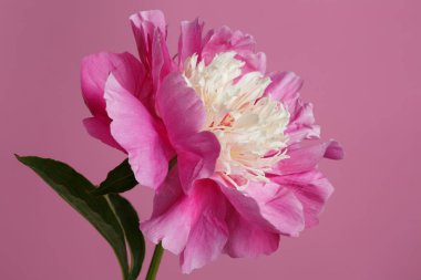 Pembe şakayık çiçeği pembe arka planda izole edilmiş..