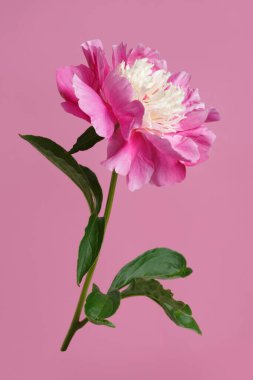 Pembe şakayık çiçeği pembe arka planda izole edilmiş..