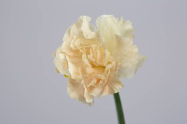 Terry şeftali rengi nergis çiçeği gri arka planda izole edilmiş..