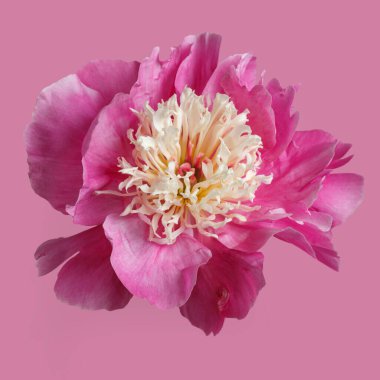 Pembe şakayık çiçeği pembe arka planda izole edilmiş..