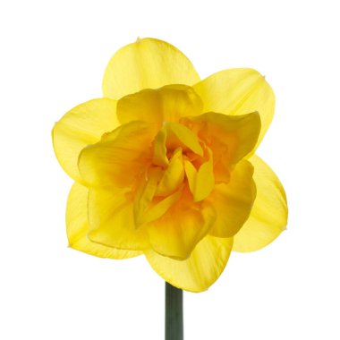 Beyaz arkaplanda izole edilmiş parlak sarı nergis çiçeği.
