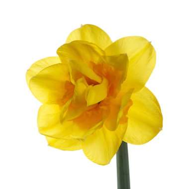 Beyaz arkaplanda izole edilmiş parlak sarı nergis çiçeği.